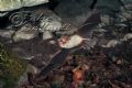 Myotis nattereri